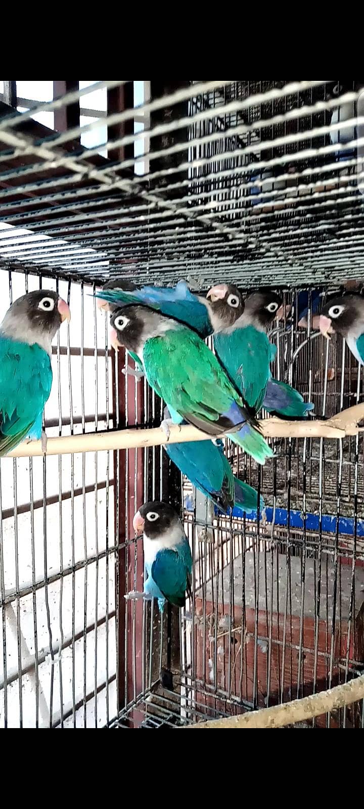 Birds 0