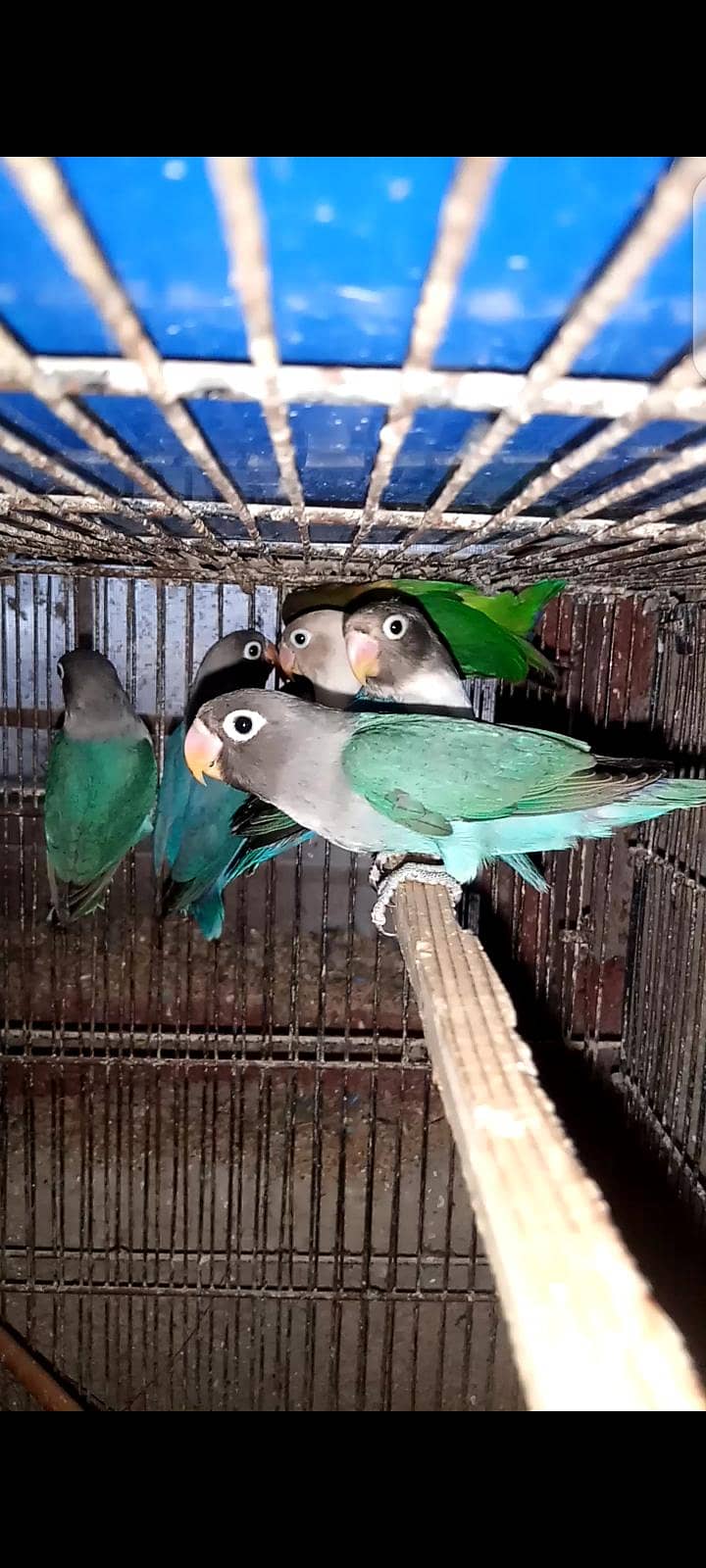 Birds 1