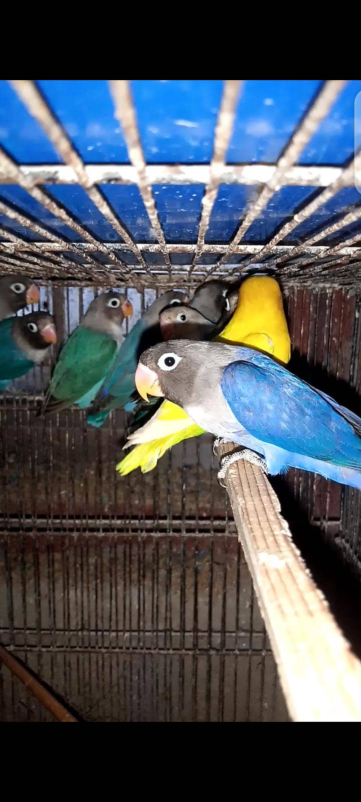 Birds 2