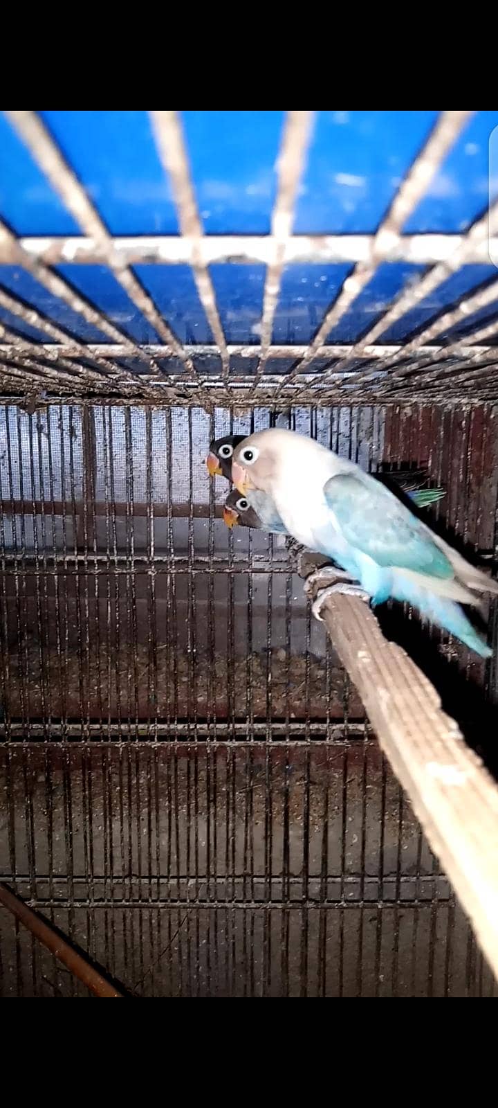 Birds 3