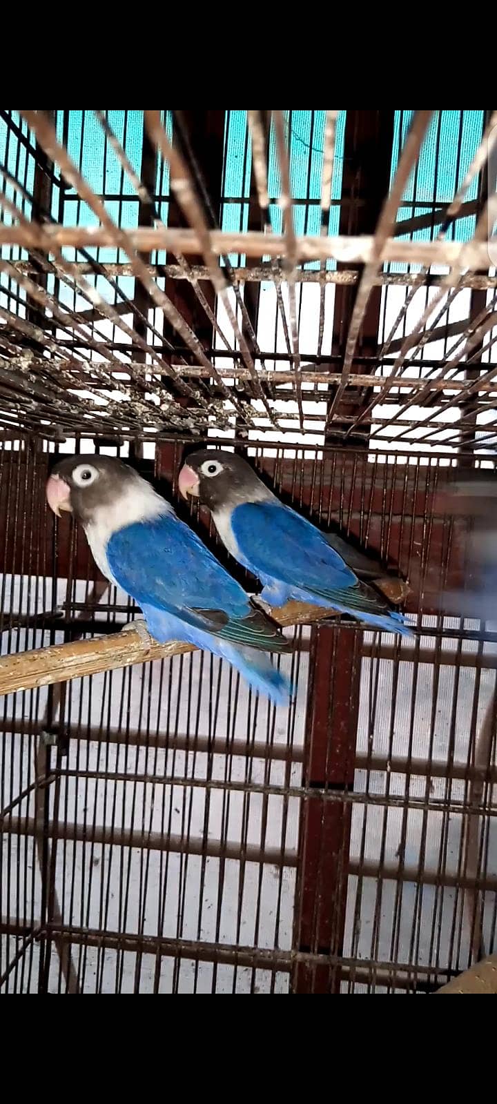 Birds 4