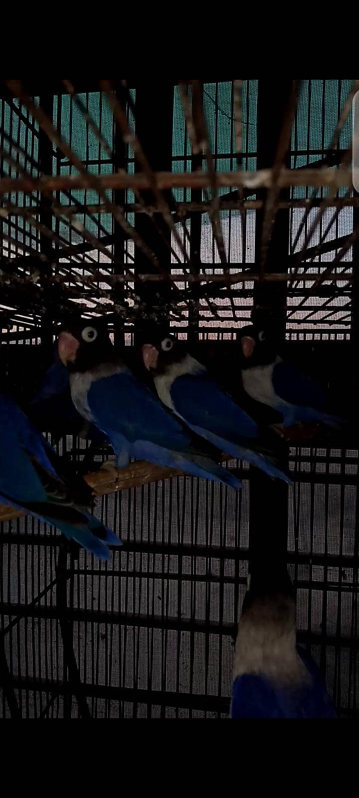Birds 5