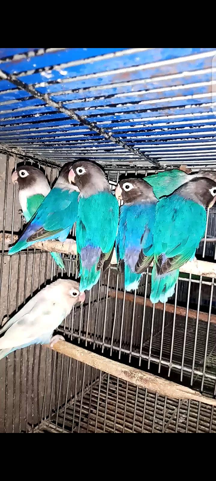 Birds 6