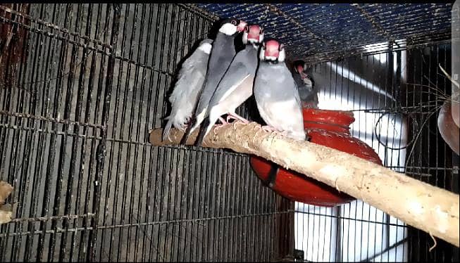 Birds 7