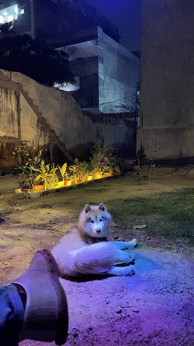 Husky fully friendly dog
