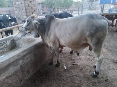 2 dant Qurbani wachy for sale