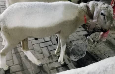 2 Sheeps white nasli for sale urgent