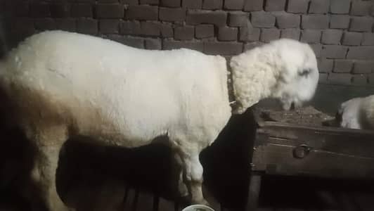 3 adad pure heavy mundry chatry