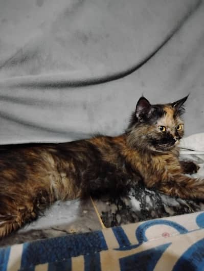 cat for sell