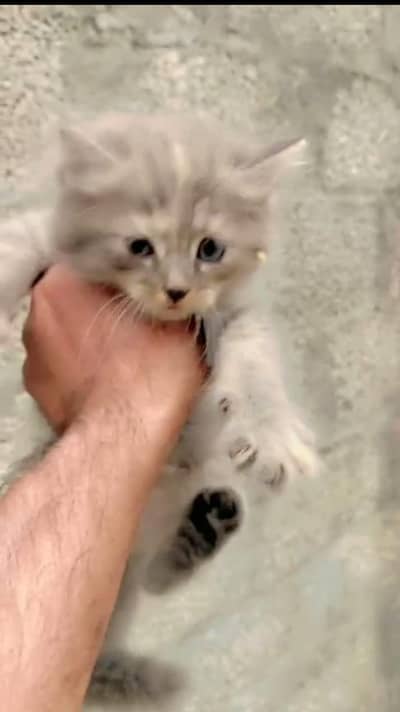 triple coated Persian kitten blue eyes for sale age 45 days 2 male 2 f