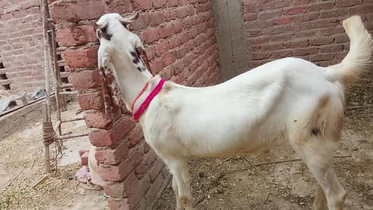 Bakray available hai or b dumby b mill jaye ge #bakry/#dumbay