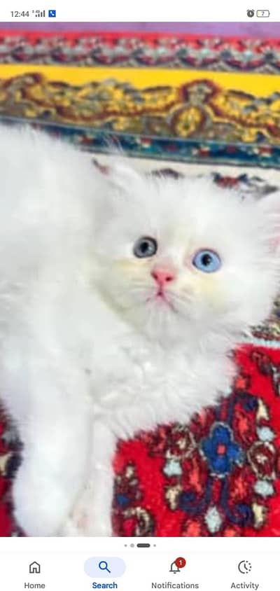 cat baby