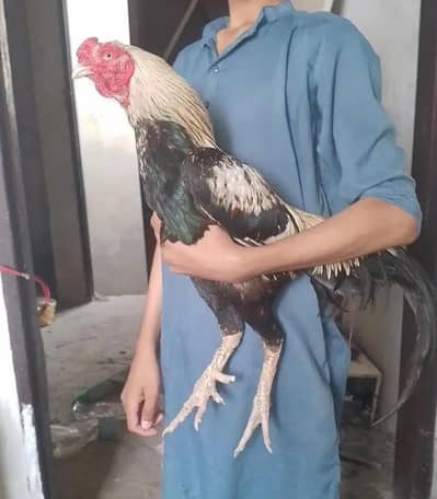 Masshallah Pure Aseel Long higted pair male java or female Lakhi