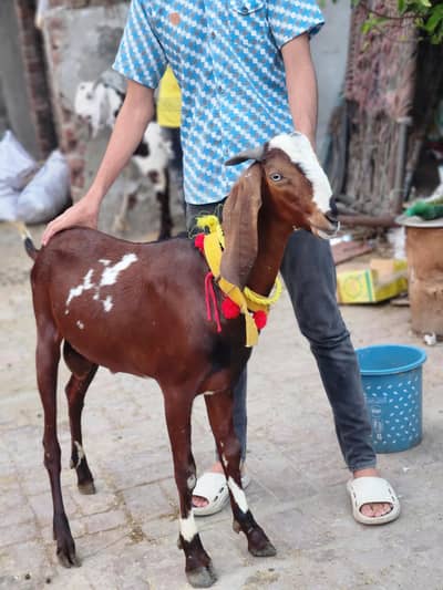 karbni bakra for sale 03284033254