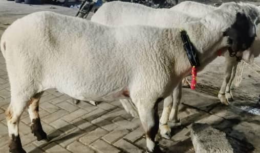 2 big Sheep's nasli jori for sale