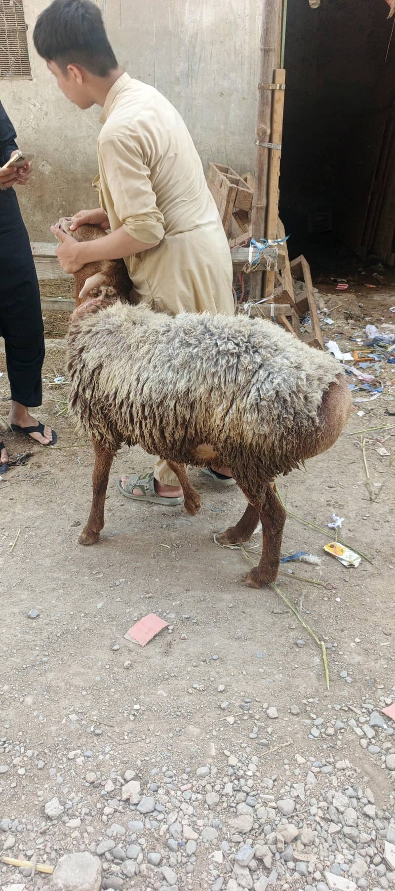 dumba 0