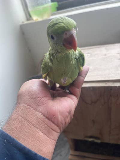 Ringnack chick available