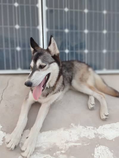 Siberian Husky