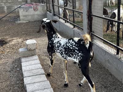 PATERI TEDDY ALL BREEDS BAKRAY AVAILABLE |Karachi special| VACCINATED