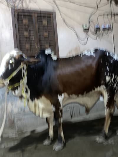 4 teeths cow very beautiful hieght or jisamat body bht achii gai