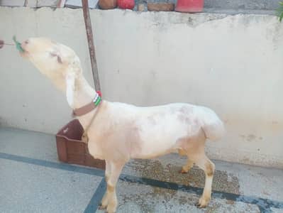 dumba Duda for sale