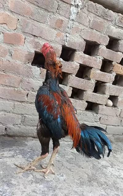 yang patha bohat mazbot