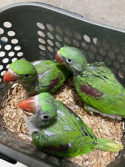 Alexander kashmiri raw jumbo size chicks