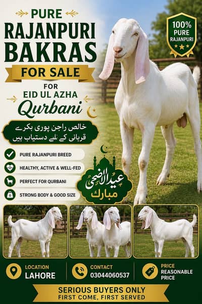 Rajanpuri bakra goat available