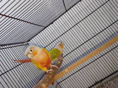 pineapple conure ke baby bhi hai pair bhi hai