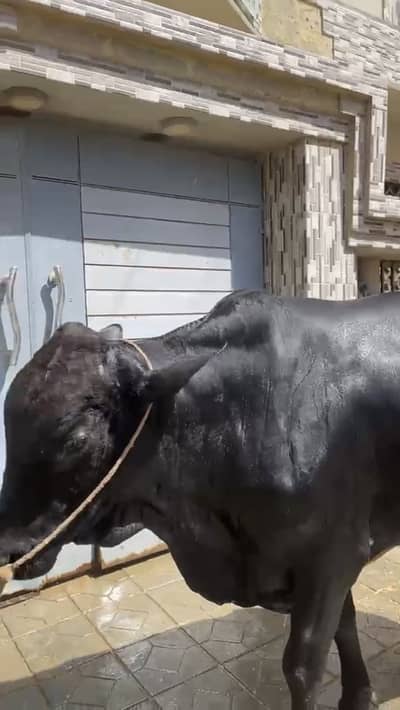 URGENT QURBANI SALE - Last 2 Bulls Available!