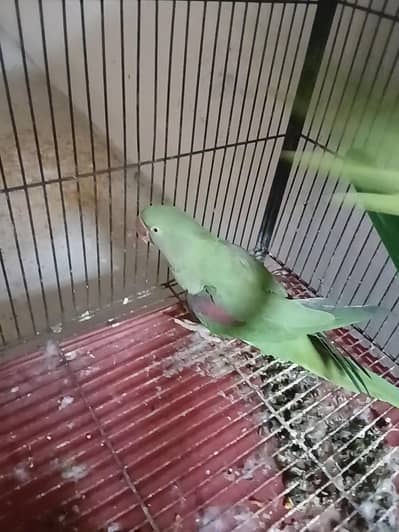 Raw parrot