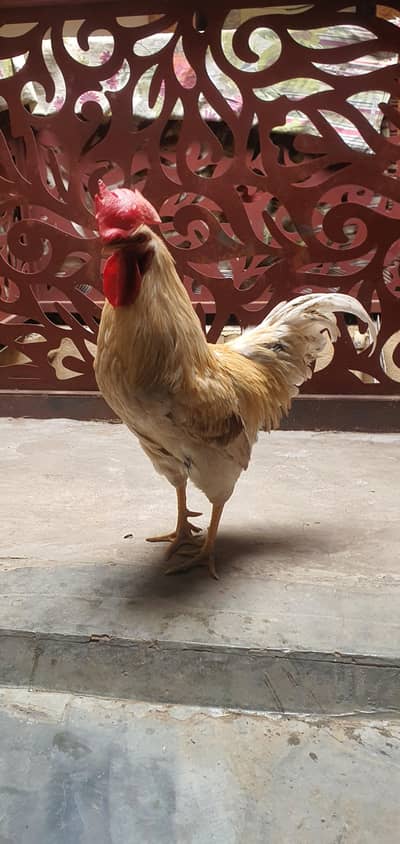 hens for sale
