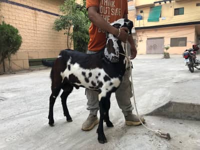 2 dant bakra for qurbani full fit