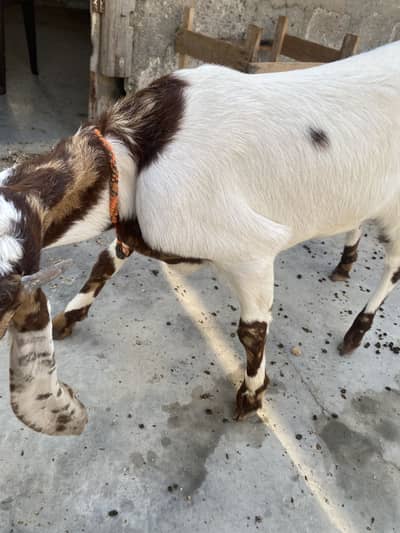 Bakri for sale