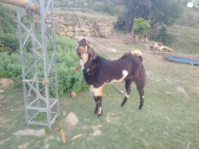 بکرا بچنا