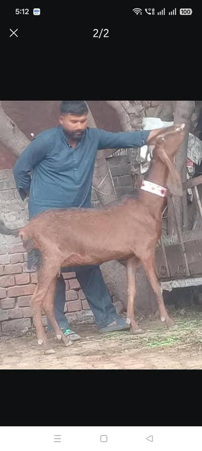 Nagra Bakri sale