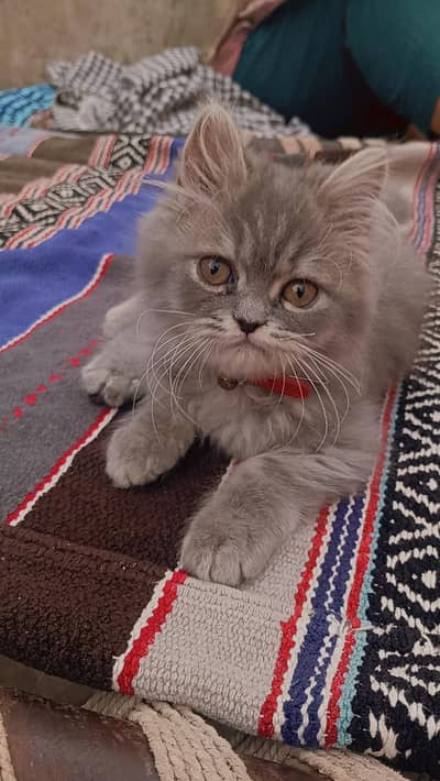 persion cat