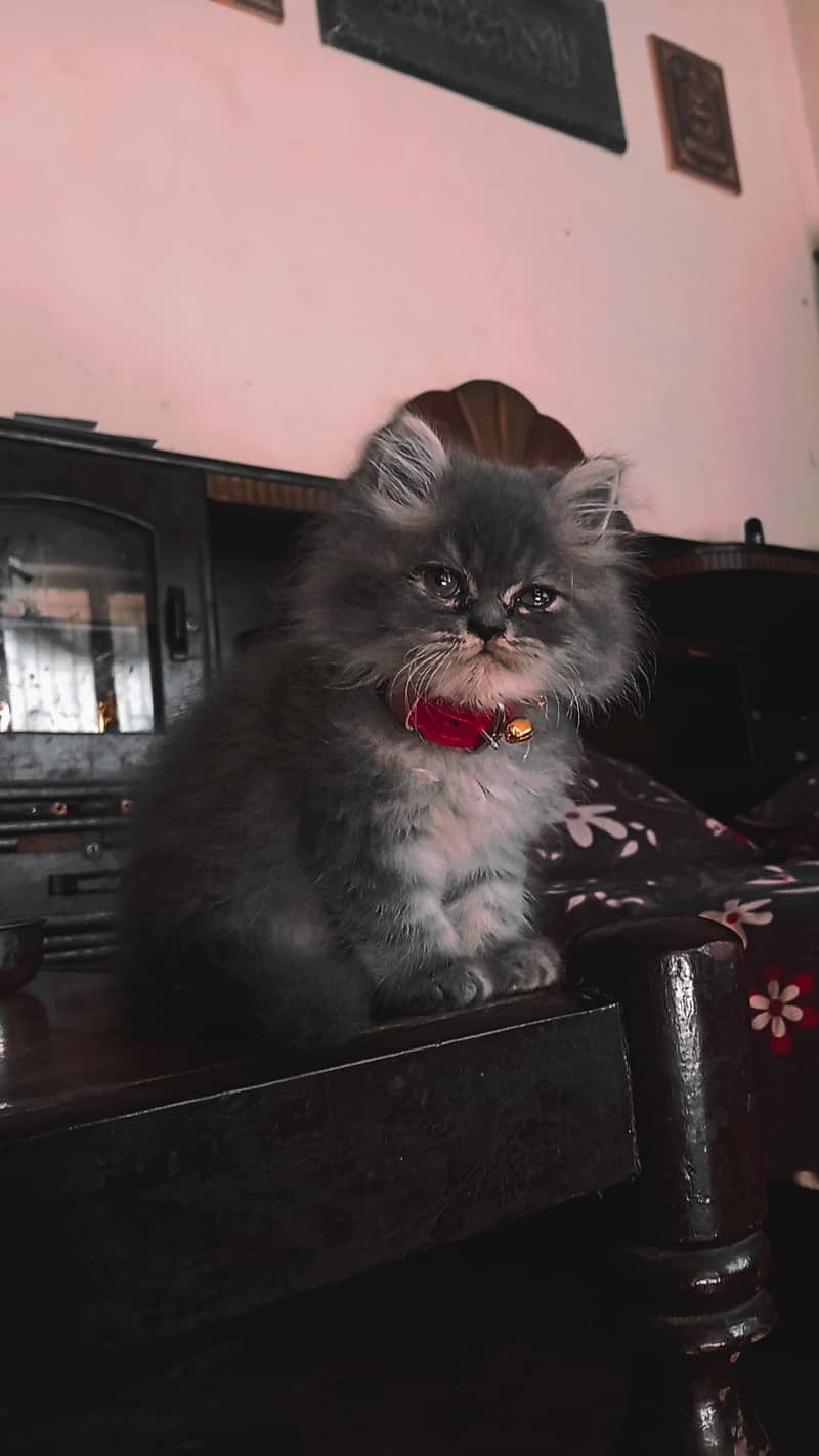persion cat 1