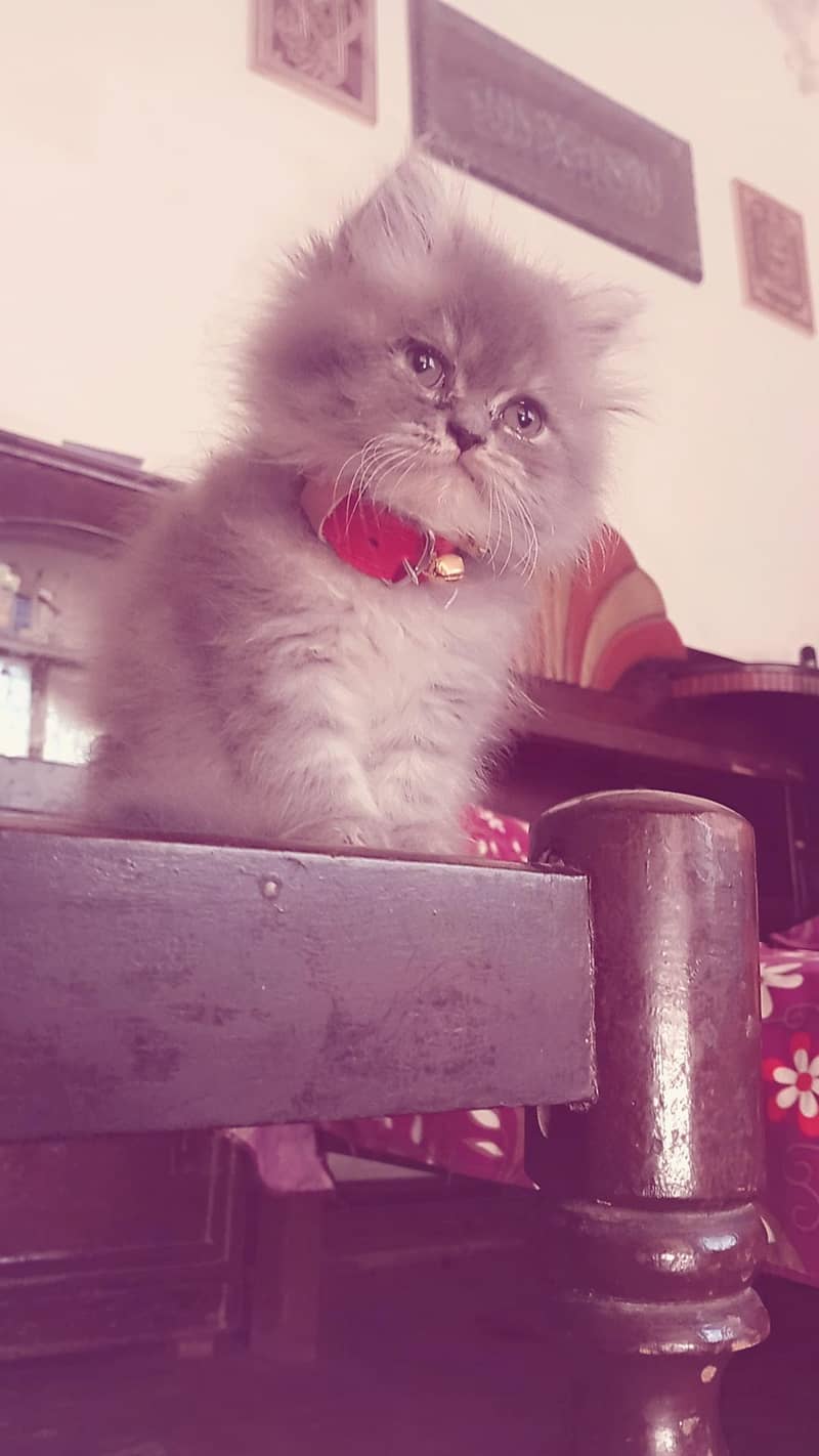 persion cat 2