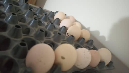 Shamo eggs