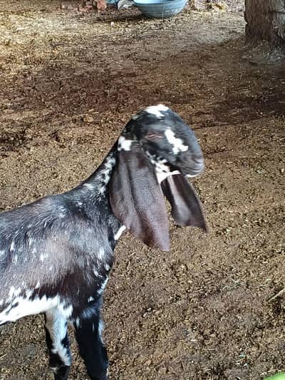 goat for sale in Lahore