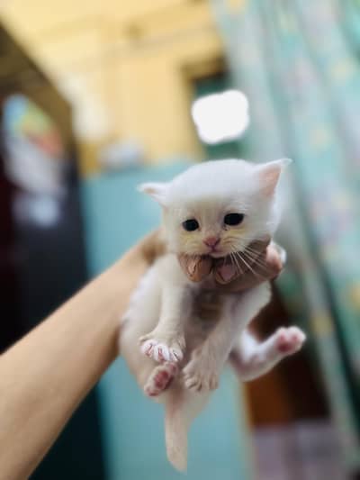 Pure Persian Kittens For Sale