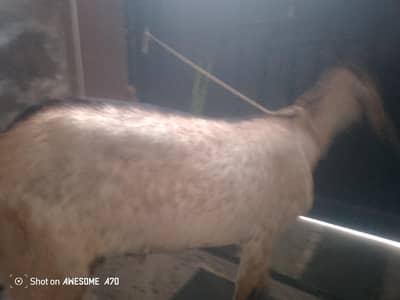 Qurbani bakra