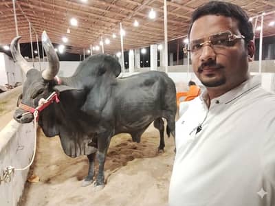 Qurbani 2026 / Affordable prices/bull/ Desi bachre/Bachri/karachi