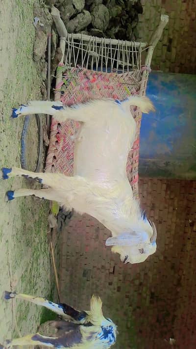 God bakra