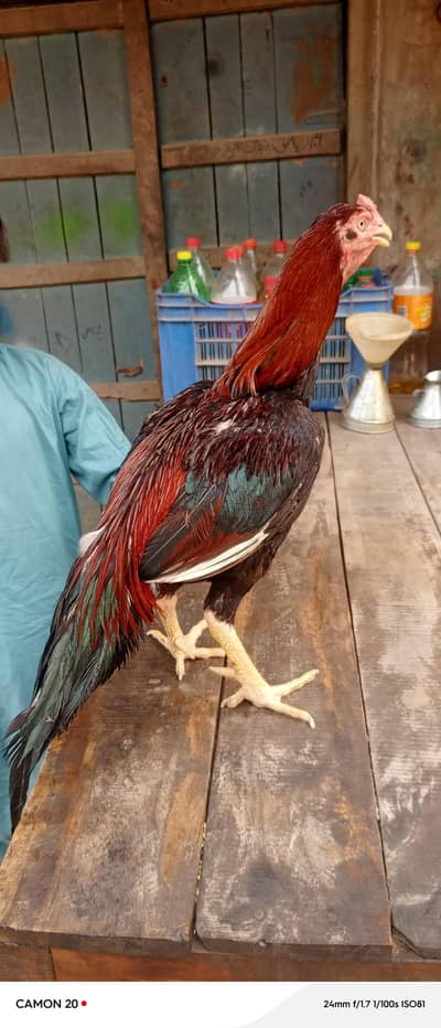 Aseel breeders