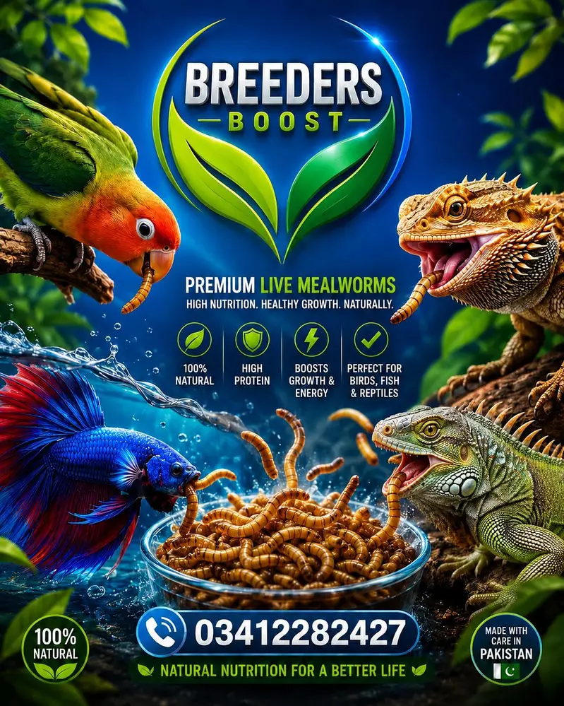 Live Mealworms & Dry BSF Larvae