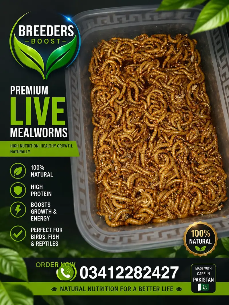 Live Mealworms & Dry BSF Larvae — photo 3