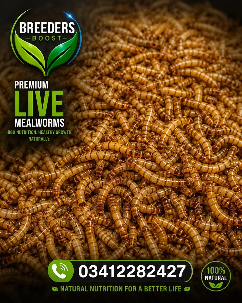 Live Mealworms & Dry BSF Larvae — photo 2