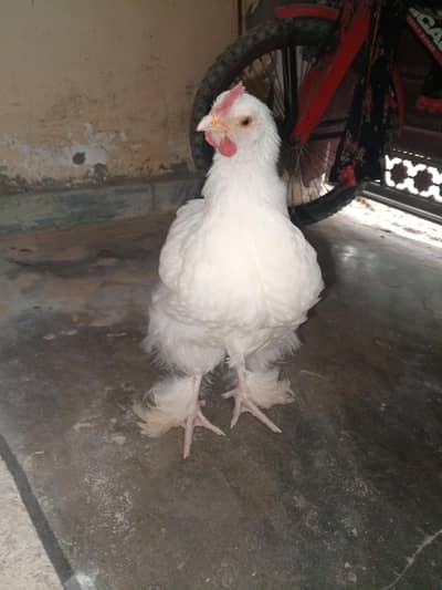 White heavy Cochin  male  only
